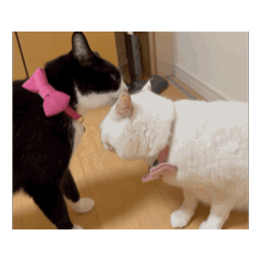 [LINEスタンプ] ジャパニーズボブテイル猫の生活感スタンプ 