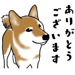 [LINEスタンプ] 柴犬すースタンプ 