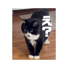 [LINEスタンプ] 動くぞ！ 田中 福丸 fetchpriority=high