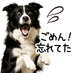 [LINEスタンプ] ボーダーコリー★ず～と使える即返信！便利