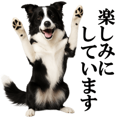 [LINEスタンプ] ボーダーコリー★毎日使える敬語スタンプ