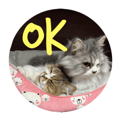 [LINEスタンプ] 猫のかぶきくん