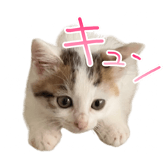 [LINEスタンプ] しえるにゃん♡