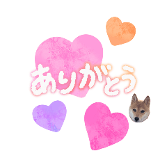 [LINEスタンプ] 絶対かわちぃ♡スタンプ