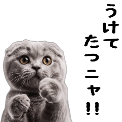 [LINEスタンプ] 動く！スコティッシュフォールド