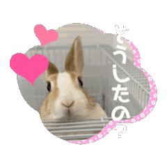 [LINEスタンプ] うさぎのコナン家 時雨の動くスタンプ 
