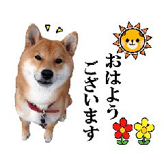 [LINEスタンプ] 【柴犬コタロー②】動く！気ままな日常生活 