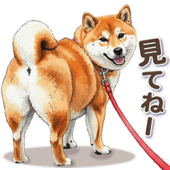 [LINEスタンプ] 地味に動く柴犬スタンプ