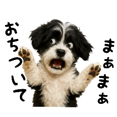 [LINEスタンプ] キャバリアビションフリーゼのキャバション
