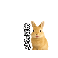 [LINEスタンプ] ウサギのコトバ