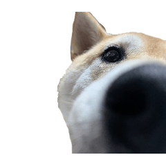 [LINEスタンプ] 犬！！！<第2弾>