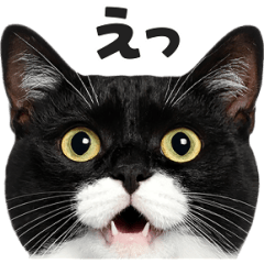 [LINEスタンプ] 猫の顔がどーん！2
