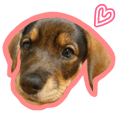 [LINEスタンプ] Emmaの毎日使える可愛いスタンプ(子犬期)