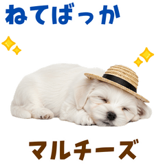[LINEスタンプ] 毎日使える♪マルチーズ子犬スタンプ