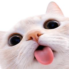 [LINEスタンプ] 飛び出す★猫猫猫