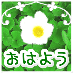 [LINEスタンプ] 飛び出す！大人やさしい野の花【再販】