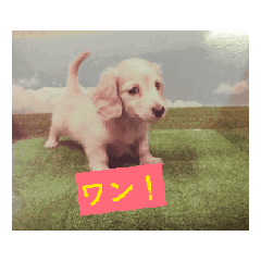 [LINEスタンプ] かわいい、ダックスわんちゃんのごあいさつ 