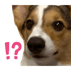 [LINEスタンプ] コーギー犬とらまるくん②
