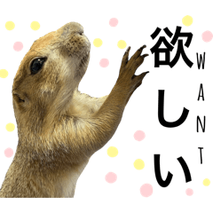 [LINEスタンプ] プレーリードッグのピスケ