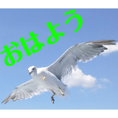 [LINEスタンプ] 真鶴発！カモメのスタンプPART1( ´∀`)