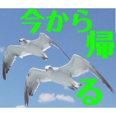 [LINEスタンプ] 真鶴発！カモメのスタンプPART1.5( ´∀`)