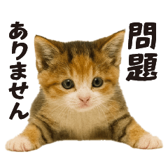 [LINEスタンプ] 子猫の日常フレーズ（敬語）
