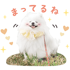 [LINEスタンプ] ポメラニアンのびわうるち