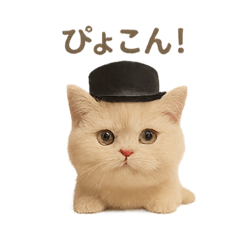 [LINEスタンプ] ネコしてます:いつものやつ 1