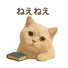[LINEスタンプ] ネコしてます:いつものやつ 2