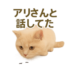 [LINEスタンプ] ネコしてます:いつものやつ 3