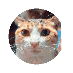 [LINEスタンプ] 猫 日常使える 