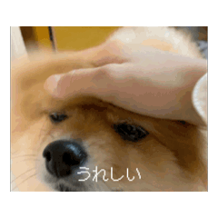 [LINEスタンプ] 今日も元気なもこちゃん 