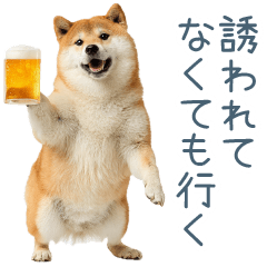 [LINEスタンプ] 実写断らない柴犬【面白い・連絡】