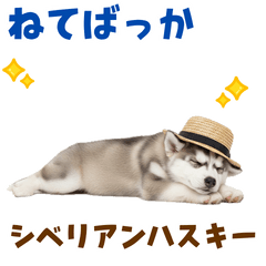 [LINEスタンプ] 毎日使える♪ハスキー子犬スタンプ