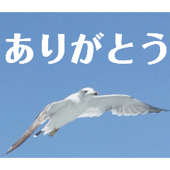 [LINEスタンプ] 真鶴港発カモメのスタンプPART2