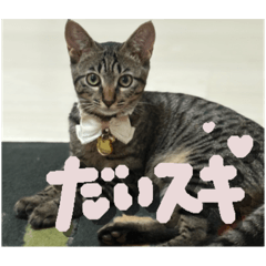[LINEスタンプ] うちのうにが可愛い1