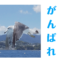 [LINEスタンプ] 真鶴港発カモメのスタンプPART2.5