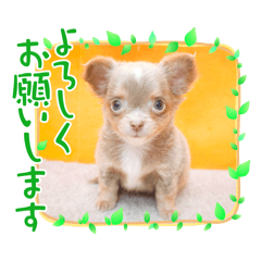 [LINEスタンプ] プティ挨拶