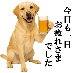 [LINEスタンプ] ラブラドールレトリバー★毎日使える敬語