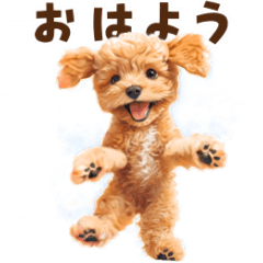 [LINEスタンプ] 踊るトイプードルのアニメーション♪