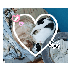 [LINEスタンプ] ねねこねこじスタンプ第二弾 