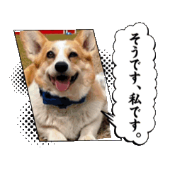 [LINEスタンプ] コーギーのピノ 