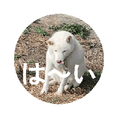 [LINEスタンプ] 動く白柴くーとトラ猫マロンちゃん 