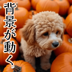 [LINEスタンプ] 背景が動く★秋を感じる・トイプードル
