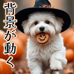 [LINEスタンプ] 背景が動く★秋を感じるマルチーズ__日常