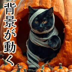 [LINEスタンプ] 背景が動く★秋を感じる黒猫__挨拶・日常