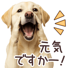 [LINEスタンプ] ラブラドールレトリバー★毎日使うスタンプ