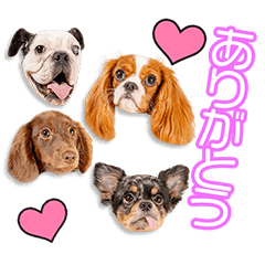 [LINEスタンプ] 佐藤家のひめ＆アミ＆ロイズ＆あいりちゃん
