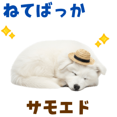 [LINEスタンプ] 毎日使える♪サモエド子犬スタンプ