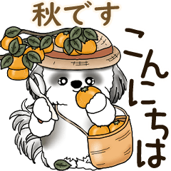 [LINEスタンプ] B＆W 動くシーズー犬 2025 「秋」